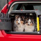 Två glada och lugna Shetland Sheepdogs sitter i en VarioCage Compact-hundbur i bagageutrymmet på en röd halvkombi med bakluckan öppen