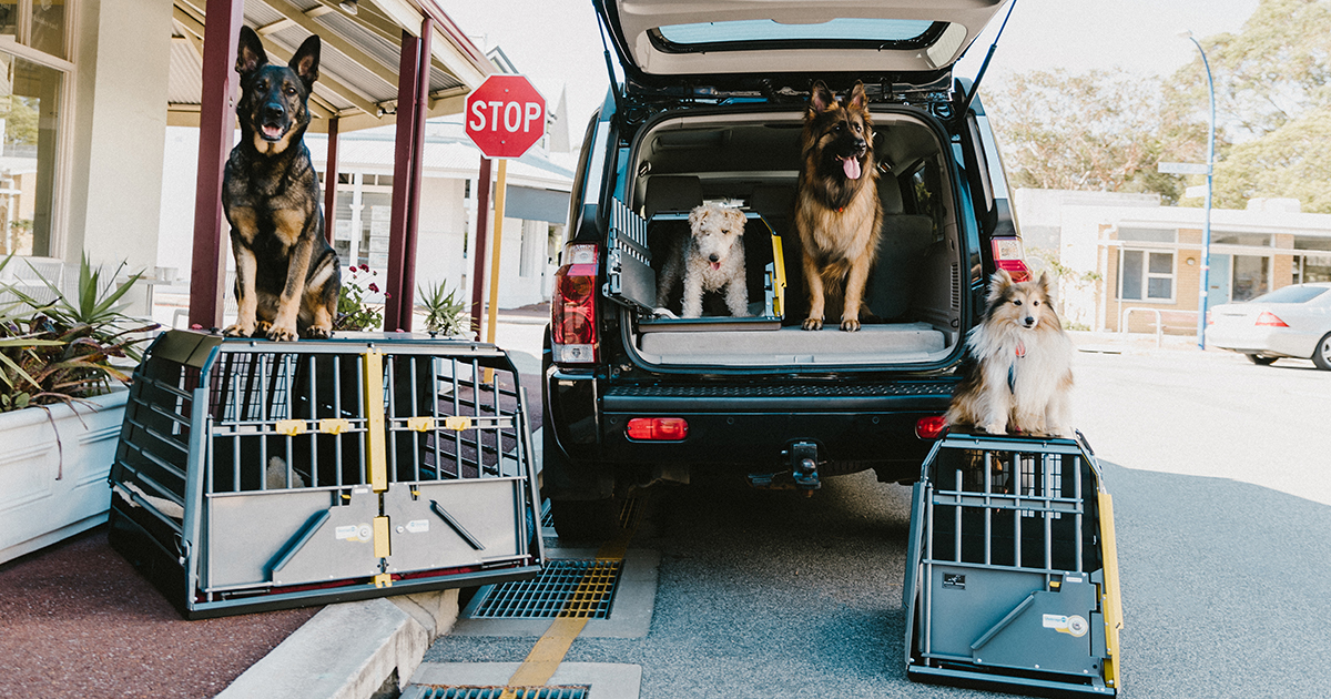 mim dog crates